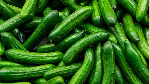 تصویر 2 از قیمت خرید خیار سبز محلی + فروش ویژه